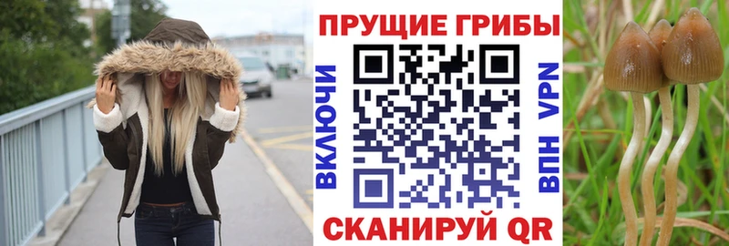 дарнет шоп  Прокопьевск  нарко площадка официальный сайт  Псилоцибиновые грибы GOLDEN TEACHER  МЕГА ССЫЛКА 